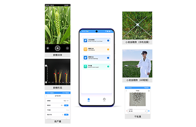 海南小麦亩穗数分析仪IN-XM02